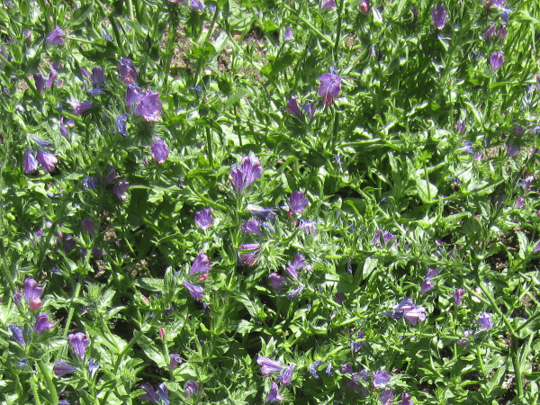 �G�L�E���E���R�v�V�X(Echium lycopsis)