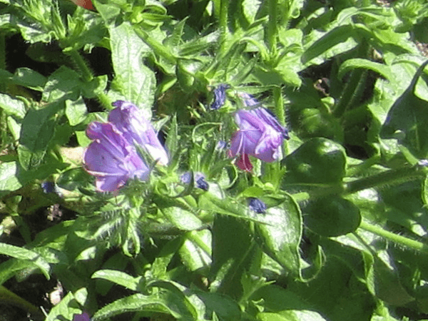 �G�L�E���E���R�v�V�X(Echium lycopsis)