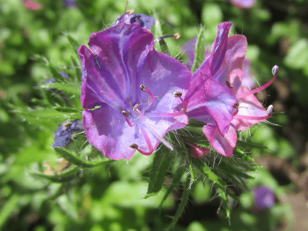 �G�L�E���E���R�v�V�X(Echium lycopsis)