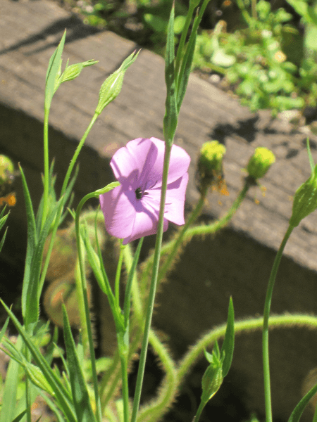 �R���M�Z���m�E'�r�X�J���A'����(Sileno coeli-rosa cv.)
