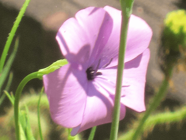 �R���M�Z���m�E'�r�X�J���A'�����iSileno coeli-rosa cv.�j