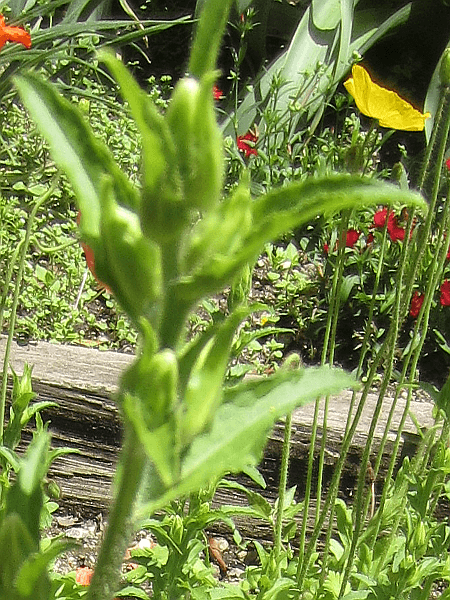 �t�E�����\�E'�`���C���E�~�b�N�X(Campanula medium cv.)'