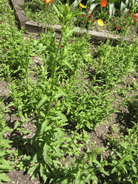 �t�E�����\�E'�`���C���E�~�b�N�X(Campanula medium cv.)'
