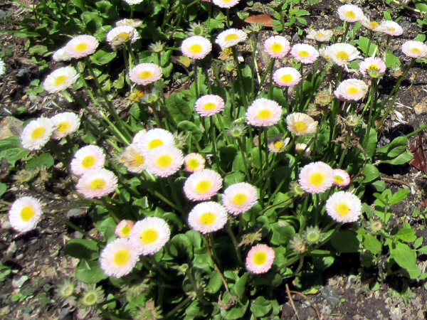 �f�[�W�[�E�|���|�l�b�g�E�~�b�N�XBellis perennis cv.'