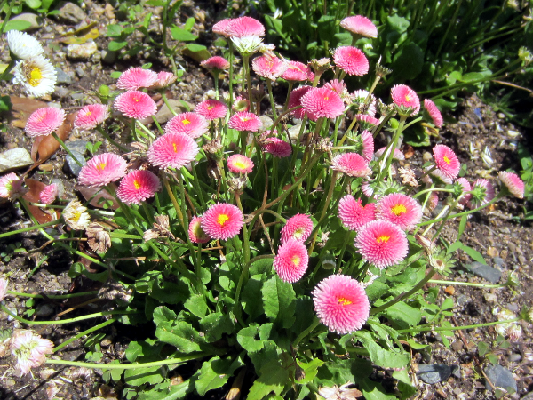 �f�[�W�[�E�|���|�l�b�g�E�~�b�N�XBellis perennis cv.'