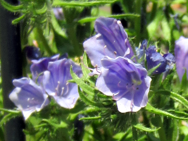 �V�x�i�K�����T�L�E�u���[�x�b�^�[(Echium vulgare cv.)'