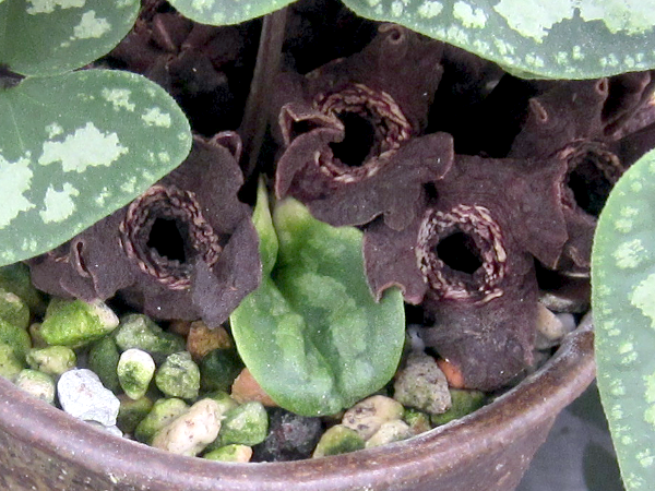 �^�C�����A�I�C(Asarum asaroides)'