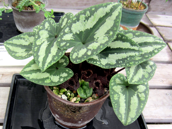 �^�C�����A�I�C(Asarum asaroides)'