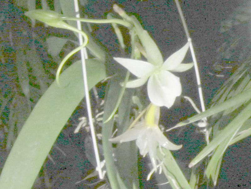 �A���O���J���E���I�j�X�iAngraecum-leonis�j