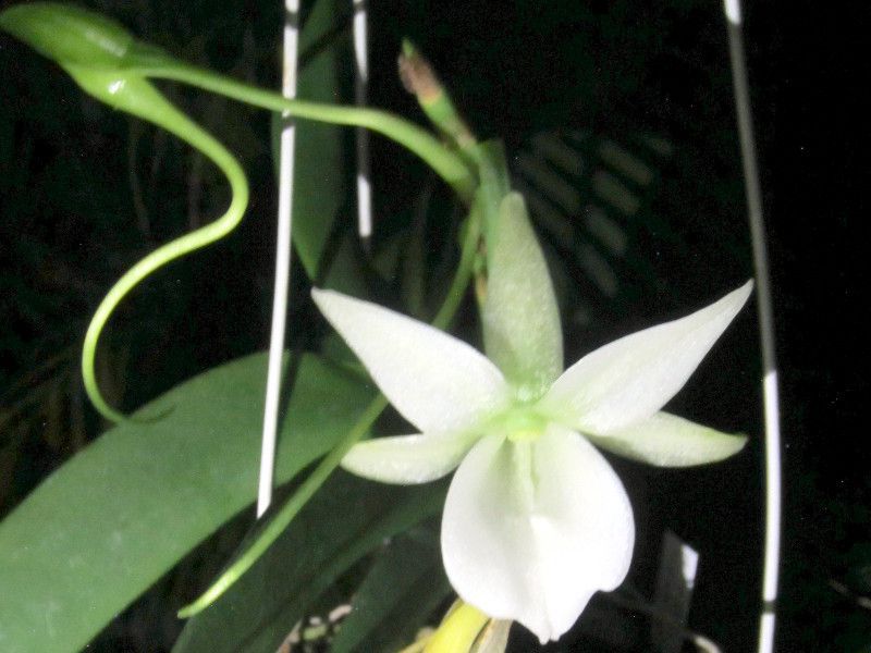 �A���O���J���E���I�j�X�iAngraecum-leonis�j