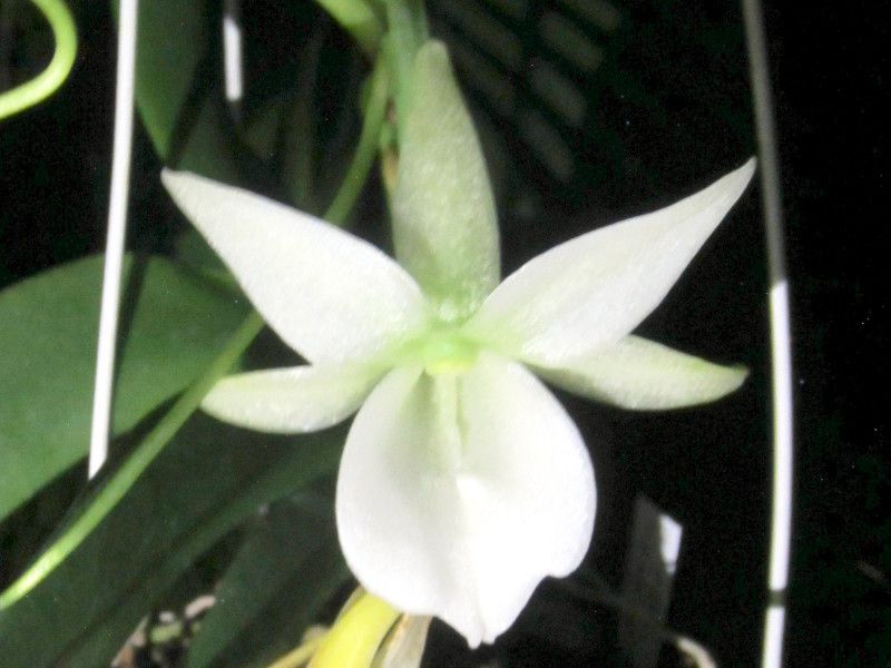 �A���O���J���E���I�j�X�iAngraecum-leonis�j