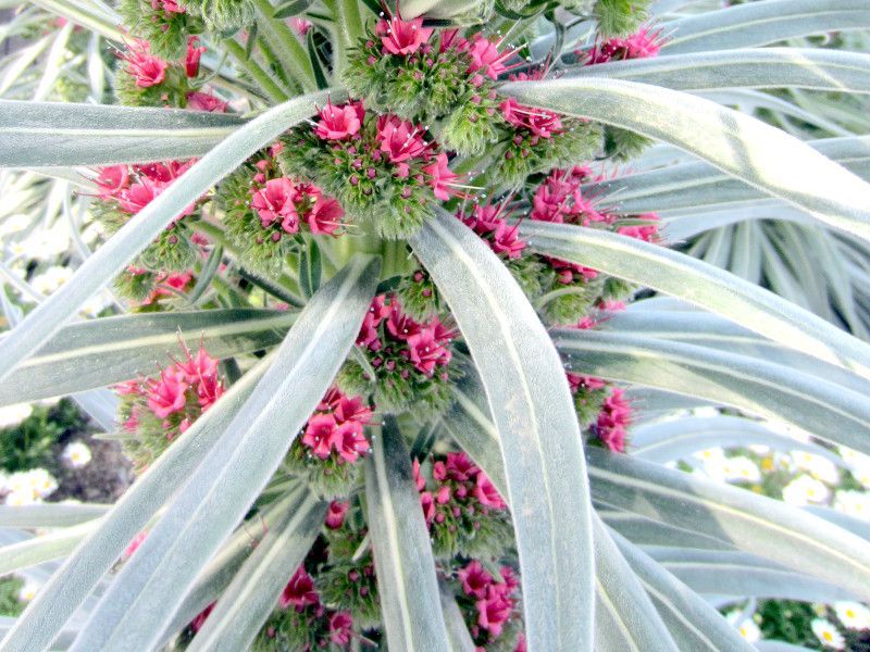 �G�L�E���E�E�B���h�v���b�e�C(Echium wildpretii)