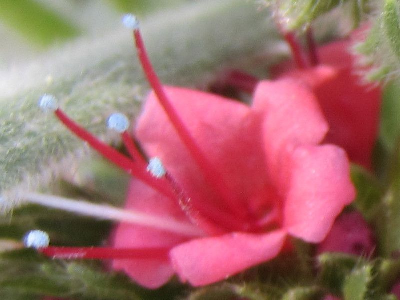 Echium wildpretii