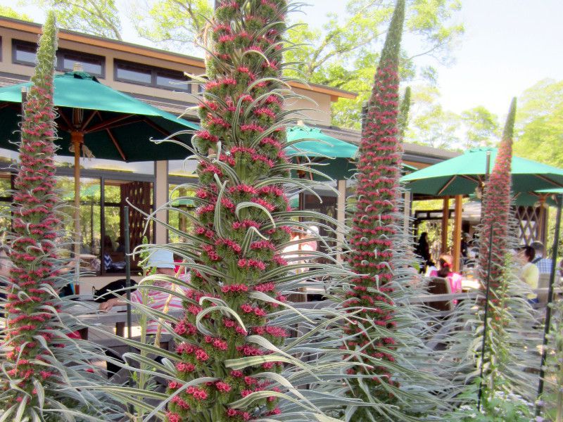 �G�L�E���E�E�B���h�v���b�e�C(Echium wildpretii)