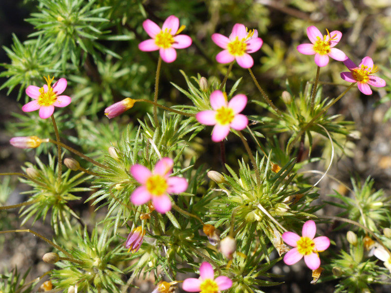 gilia-lutea