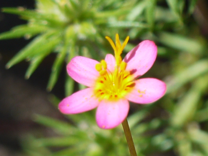 gilia-lutea