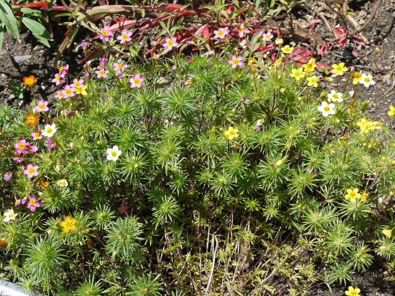 gilia-lutea
