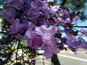 �W���J�����_