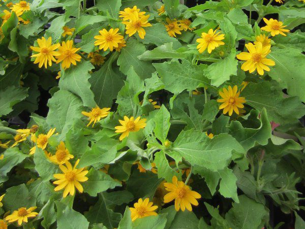 �������|�W�E��(Melampodium)