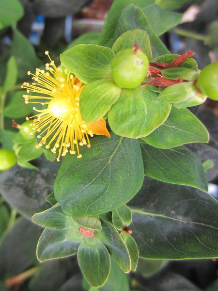�q�y���J���E�A���h���T�G�}��