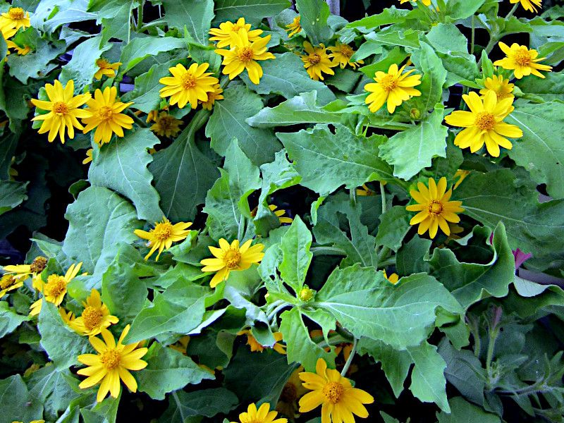 �������|�W�E��(Melampodium)