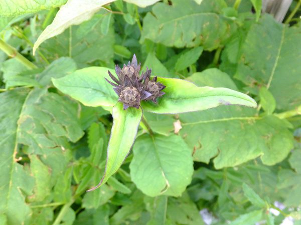 �N���g�E�q����