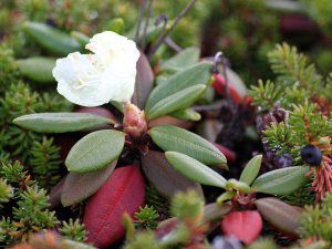 �L�o�i�V���N�i�Qeos_4