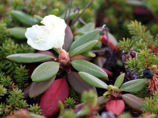 �L�o�i�V���N�i�Qeos_4