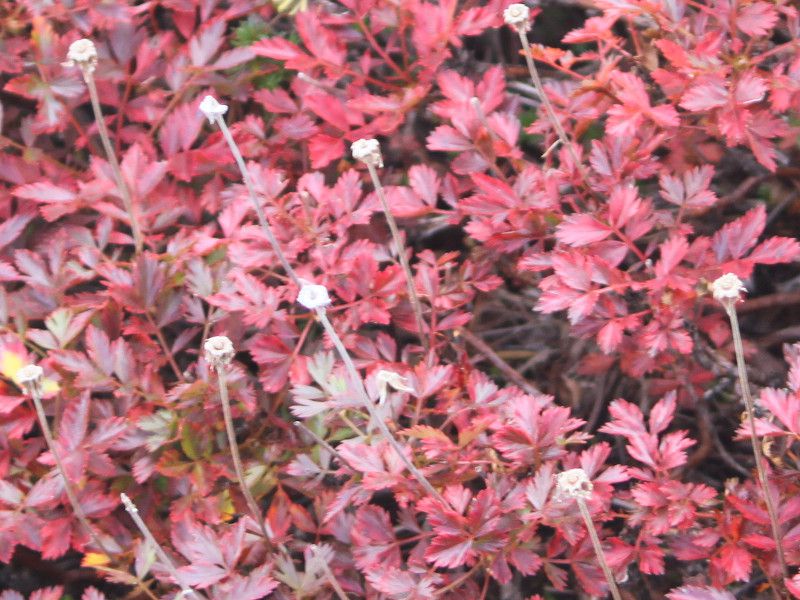 �`���O���}_fuji_8�i2015�N9��21���j