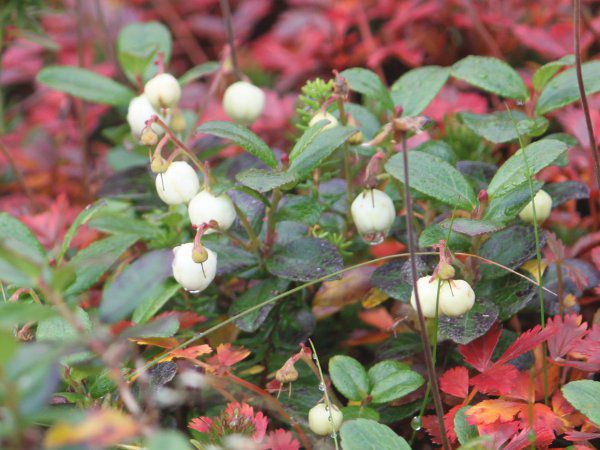 �V���^�}�m�L_fuji_1�i2015�N9��21���j