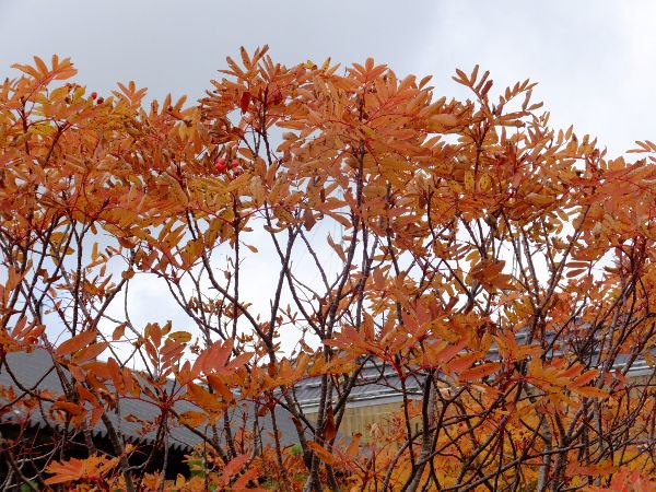 �E���W���i�i�J�}�h_fuji_21�i2015�N9��21���j