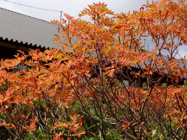 �E���W���i�i�J�}�h_fuji_22�i2015�N9��21���j