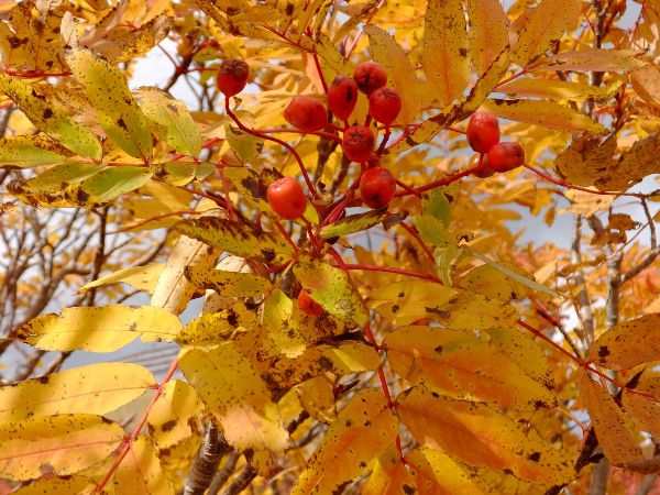 �E���W���i�i�J�}�h��_fuji_23�i2015�N9��21���j