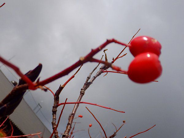 �E���W���i�i�J�}�h��_fuji_25�i2015�N9��21���j