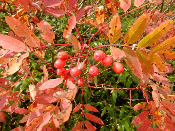 �E���W���i�i�J�}�h_fuji_26�i2015�N9��21���j