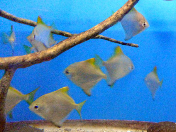 �q���c�o���E�I