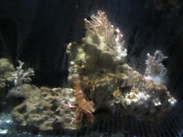 �C�o�����G�r