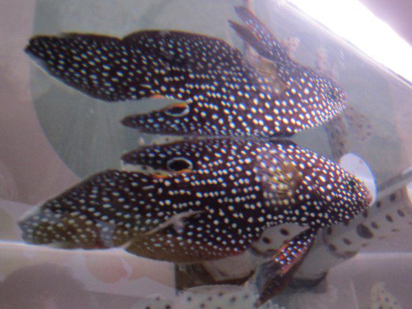 �V���t���^�`�o�i�E�I 