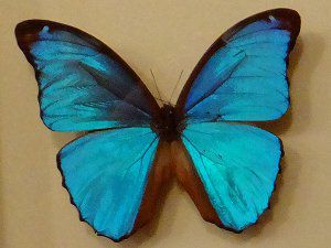 ���l���E�X�����t�H