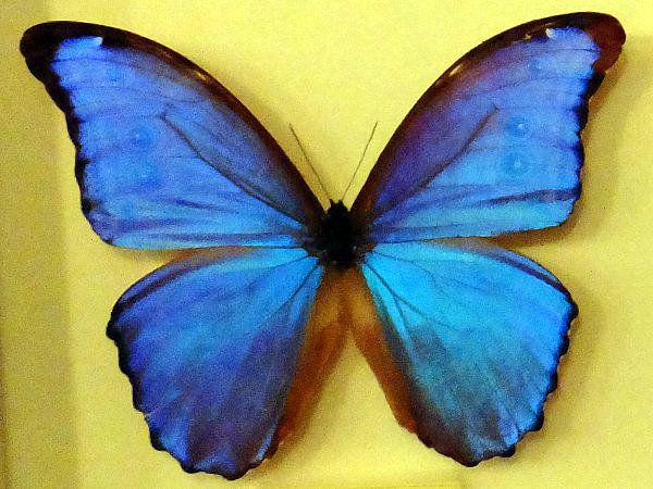 �f�B�f�B�E�X�����t�H