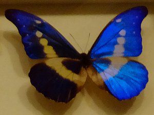 �w���i�����t�H