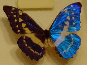 �L�v���X�����t�H