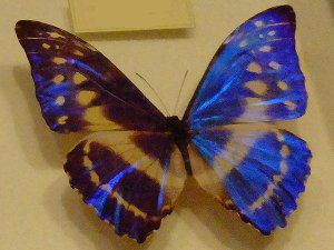 �L�v���X�����t�H