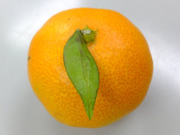 �E���V���E�~�J���i���B�����j