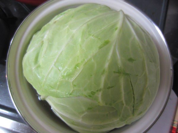 �L���x�c�iCabbage�j