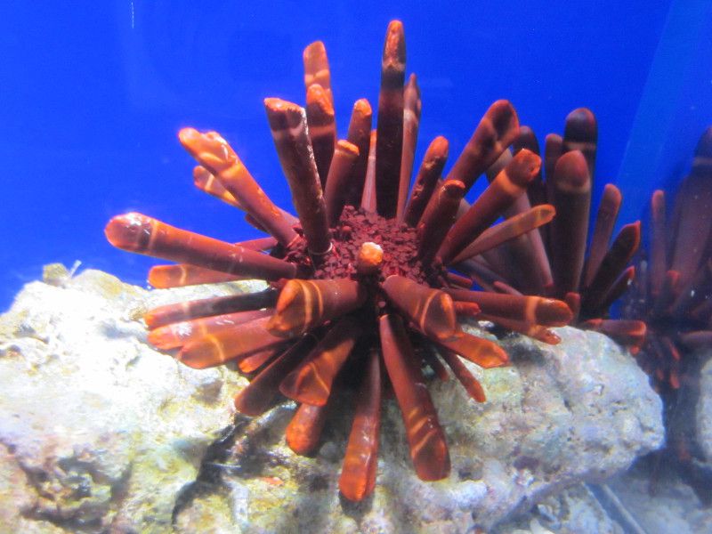 �p�C�v�E�j(Pipe�C�_�E�C�I�_�O)