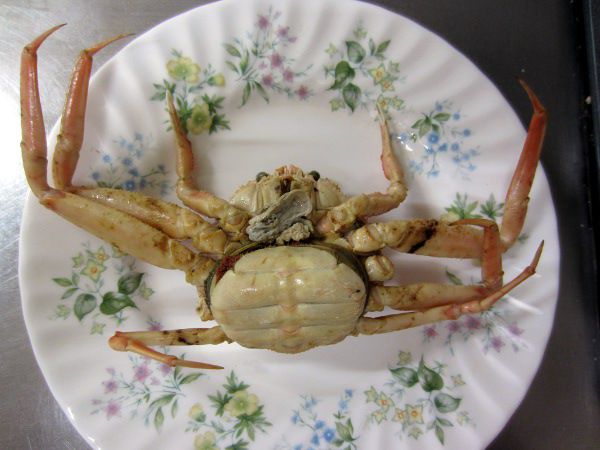 �q�����Z�R�K�j