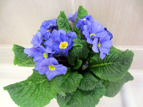 �v�������E�|���A���T