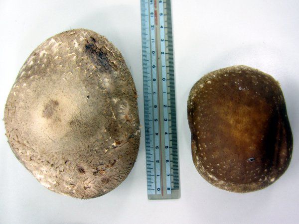12cm�̋���ő�