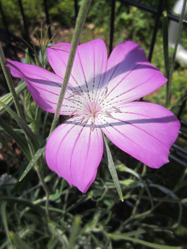 �A�O���X�e���}(Agrostemma)